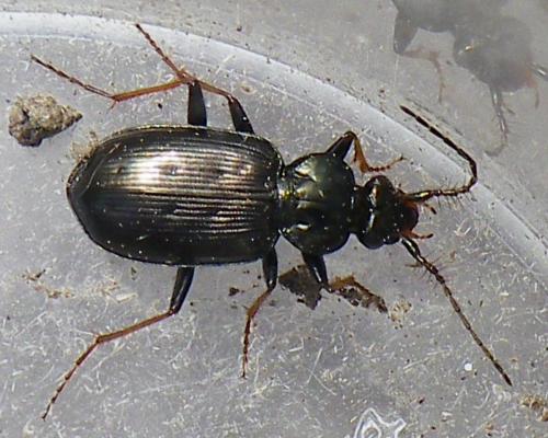 Loricera pilicornis