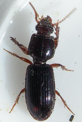 Réf. 138 686 : Clivina fossor