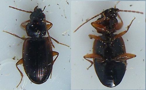 Réf. 138 332 : Trechus sp.