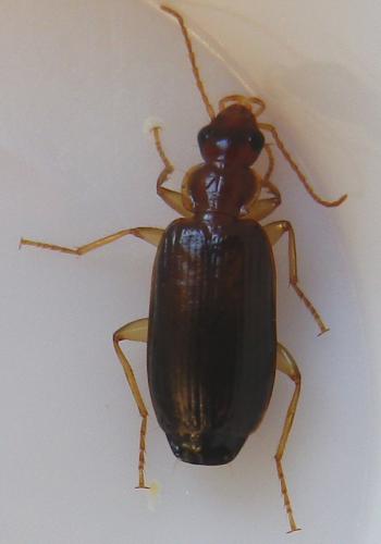Réf. 138 726 : Dromius meridionalis