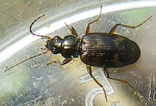 Bembidion dentellum