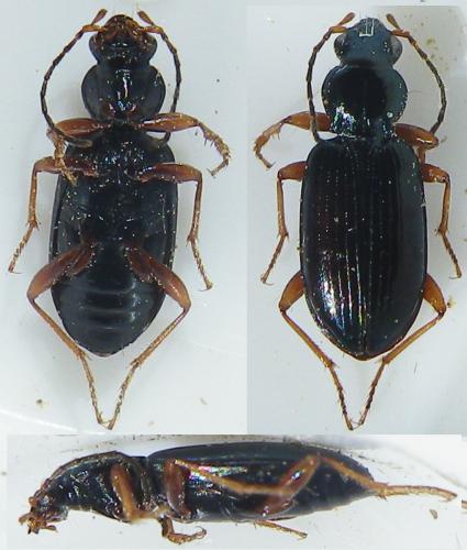 Bembidion decorum