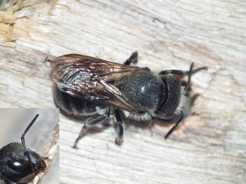 Réf. 138 820 : Osmia sp.