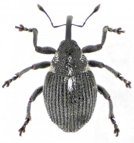 Réf. 138 326 : Ceutorhynchus cochleariae