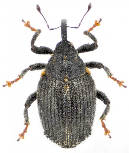 Réf. 138 423 : Ceutorhynchus picitarsis