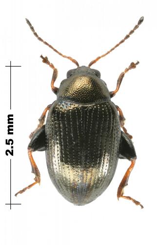 Chaetocnema concinna