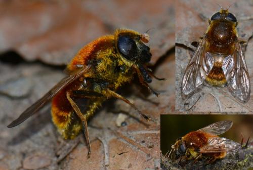 Cheilosia chrysocoma