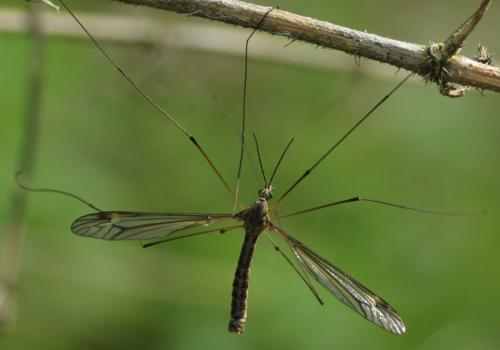 Tipula sp.