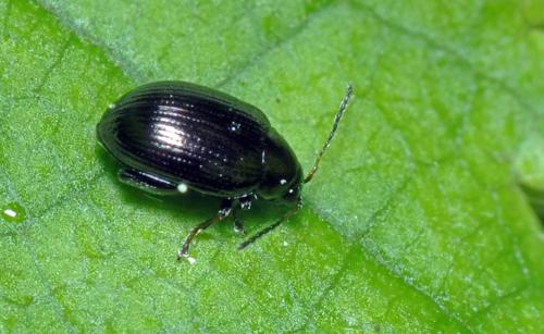Réf. 138 844 : Chaetocnema sp.