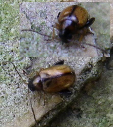 Longitarsus sp.