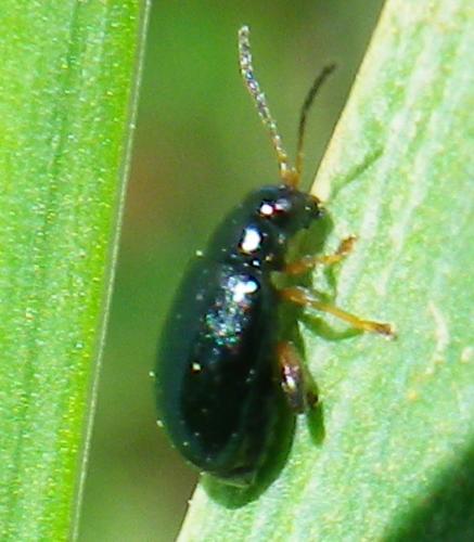 Réf. 138 689 : Aphthona nonstriata