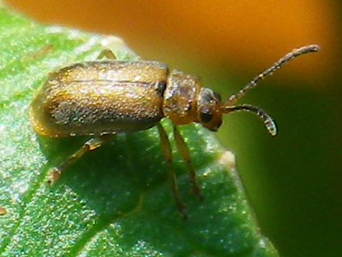 Réf. 138 930 : Galerucella sp.