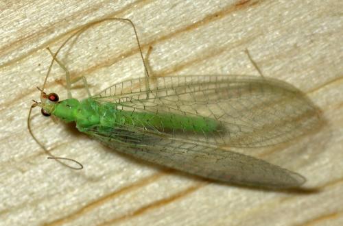 Pseudomallada flavifrons