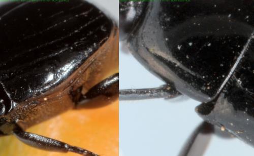 Margarinotus ignobilis
