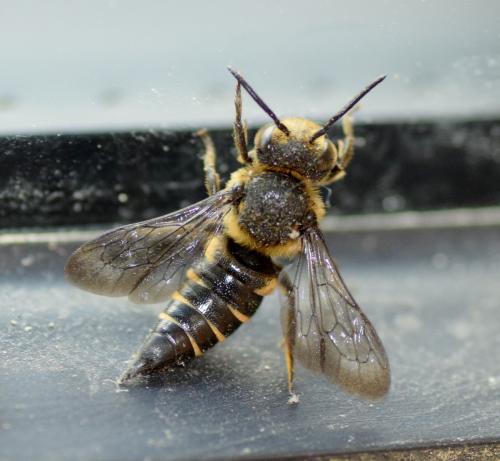 Réf. 138 156 : Coelioxys sp.