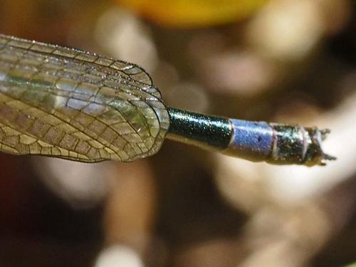 Réf. 138 123 : Coenagrion mercuriale