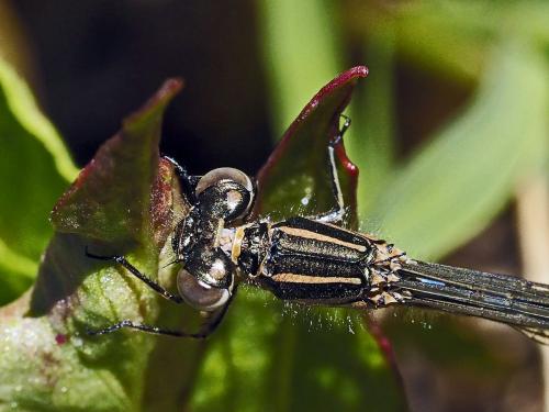 Coenagrion mercuriale