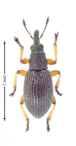 Kalcapion pallipes