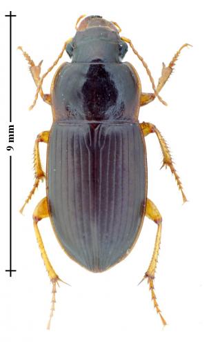 Harpalus sp.