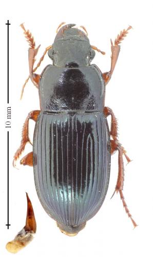 Réf. 138 321 : Harpalus rubripes