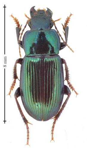 Harpalus honestus