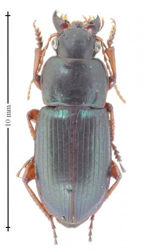 Réf. 138 410 : Harpalus affinis