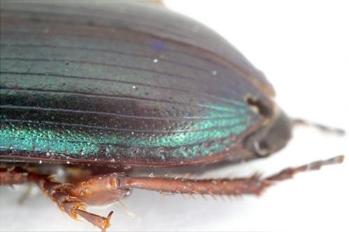 Harpalus affinis
