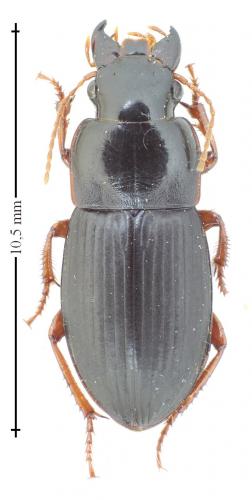 Réf. 138 408 : Harpalus latus