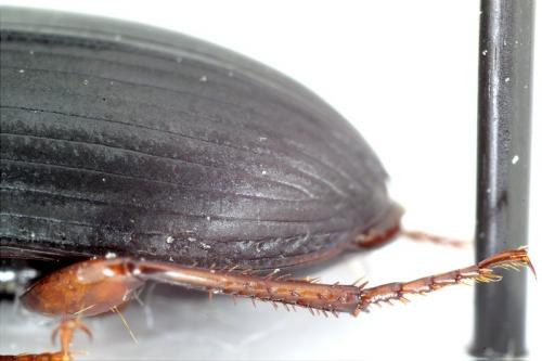 Réf. 138 512 : Harpalus latus