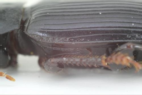 Cryptophonus tenebrosus