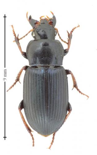 Harpalus honestus