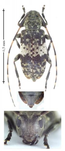 Leiopus nebulosus