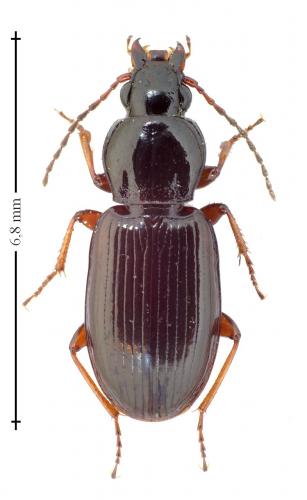Réf. 138 269 : Pterostichus strenuus