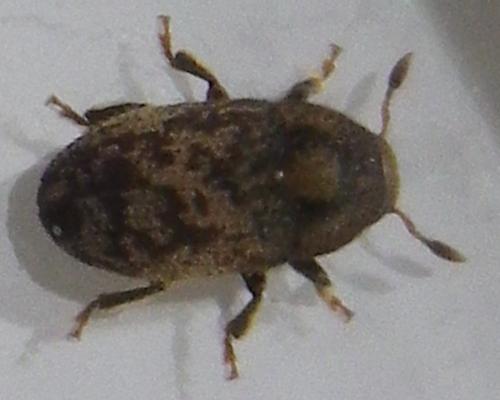 Hylesinus sp.