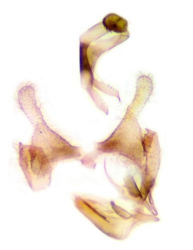 Coleophora sp.
