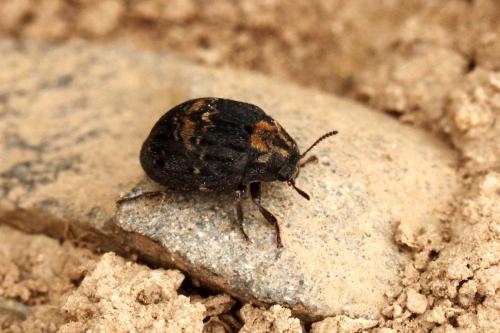 Byrrhus sp.
