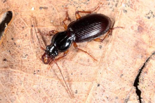 Stomis pumicatus