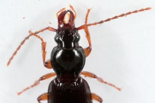 Stomis pumicatus