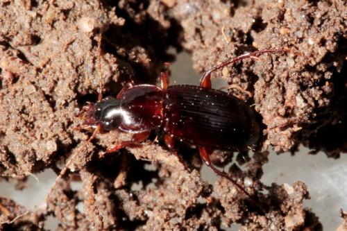 Réf. 138 112 : Platyderus depressus