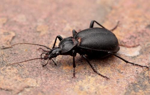 Cychrus caraboides
