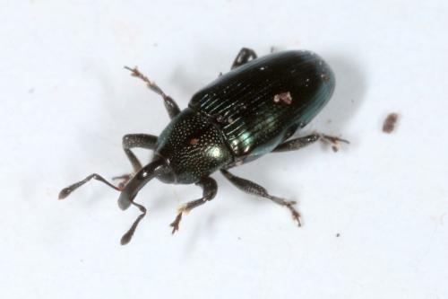Aulacobaris coerulescens