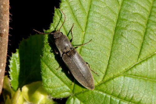 Réf. 138 819 : Agriotes pilosellus