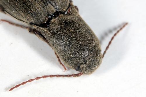 Réf. 138 821 : Agriotes pilosellus