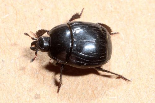 Réf. 138 649 : Margarinotus ignobilis