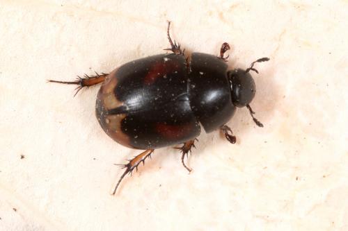 Réf. 138 479 : Sphaeridium scarabaeoides