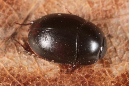 Réf. 138 677 : Sphaeridium marginatum