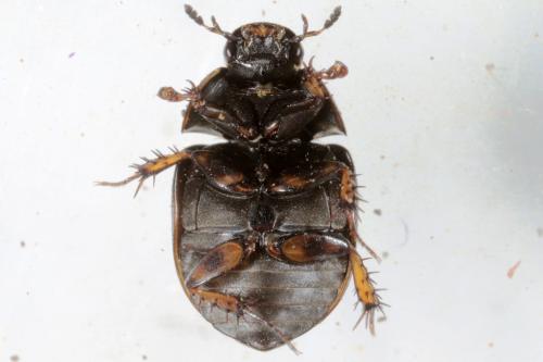 Réf. 138 490 : Sphaeridium scarabaeoides
