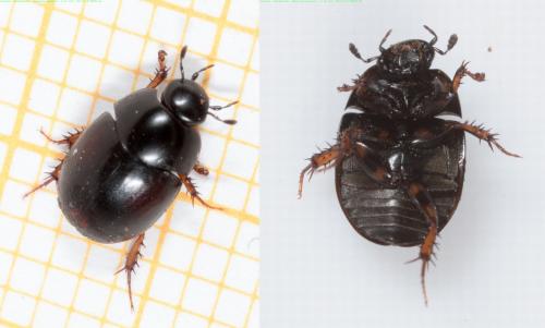 Réf. 138 678 : Sphaeridium marginatum