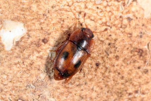 Epuraea variegata