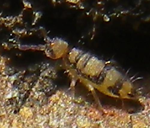 Entomobrya corticalis